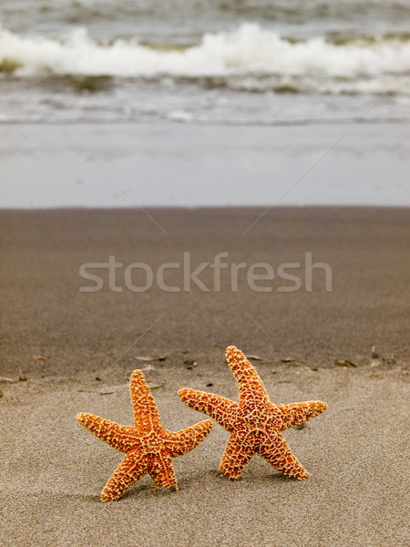 [[stock_photo]]: Deux · starfish · poissons · mer · fond · été