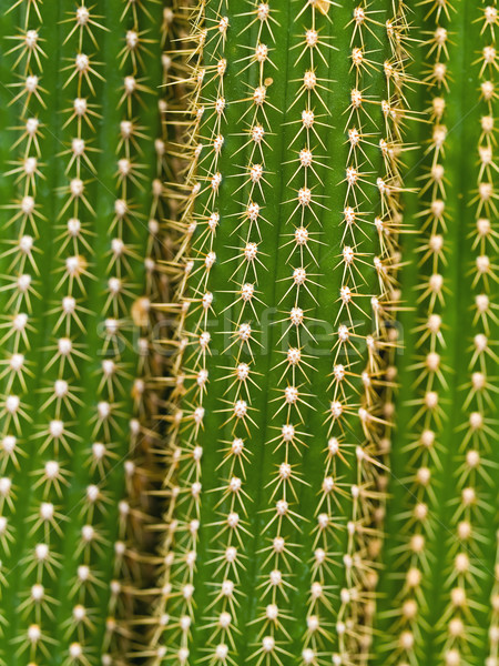 Foto stock: Cactus · macro · texturas · ¡ay · textura