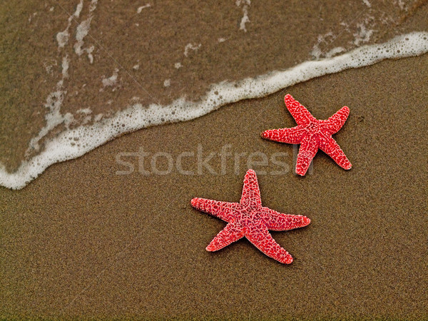 Foto stock: Dois · starfish · vermelho · peixe · mar · fundo