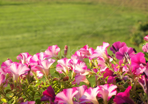 漂亮 紫色 紫色 陽台 花園 木 商業照片 © Frankljr