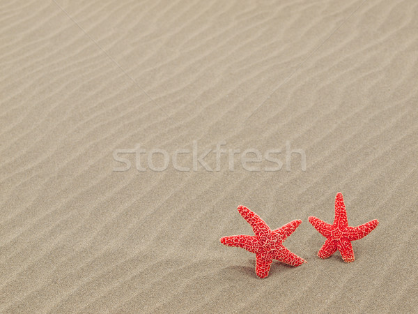 Two Red Starfish on the Beach with Windswept Sand Ripples Stock photo © Frankljr