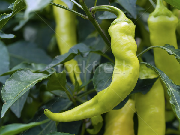 Green Peppers on the Plant Stock photo © Frankljr