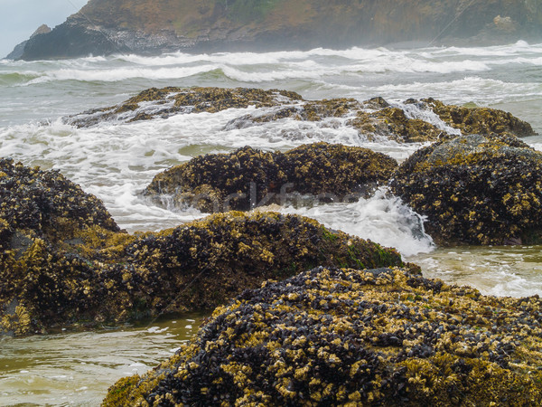 áradat Oregon part tájkép tenger nyár Stock fotó © Frankljr