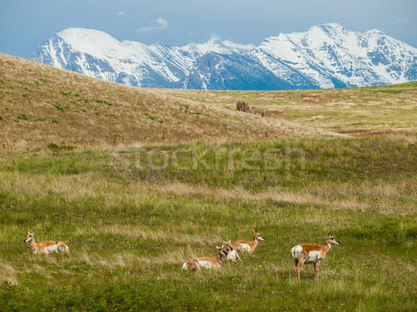 Antelope in a Field  Stock photo © Frankljr