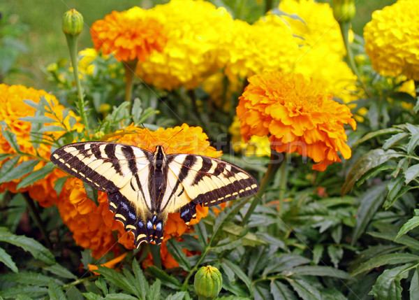 A Yellow and Black Monarch Butterfly on a Flower Stock photo © Frankljr