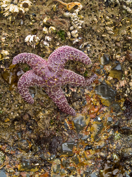 Starfish anexada rochas surfar praia água Foto stock © Frankljr