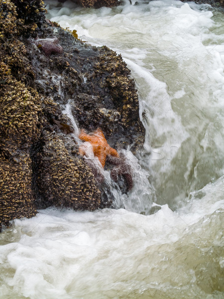 Starfish Attached to Rocks Stock photo © Frankljr