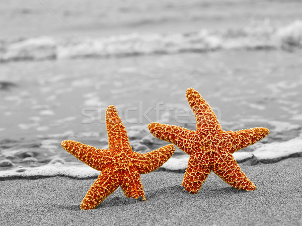Two Orange Starfish Against a Black and White Shoreline Stock photo © Frankljr