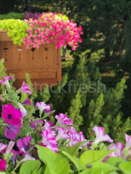 Bastante púrpura violeta balcón jardín madera Foto stock © Frankljr