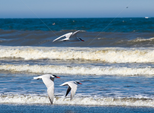 Variëteit hemel natuur Blauw zand leven Stockfoto © Frankljr