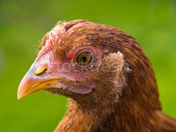 Chicken Portraits Stock photo © Frankljr