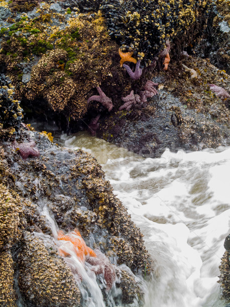 Stock photo: Starfish Attached to Rocks