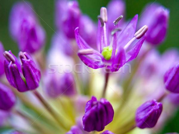 Allium Flower in Bloom Stock photo © Frankljr