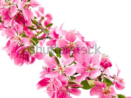 Lumineuses rose arbre fleurs isolé blanche [[stock_photo]] © Frankljr