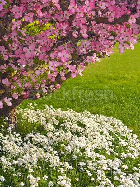 Różowy drzewo wiosną miłości ogród bed Zdjęcia stock © Frankljr