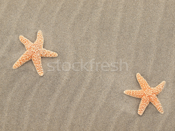 Two Starfish on the Beach with Windswept Sand Ripples  Stock photo © Frankljr