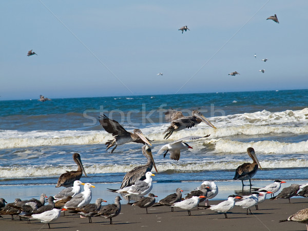 Vielfalt Himmel Natur blau Sand Leben Stock foto © Frankljr