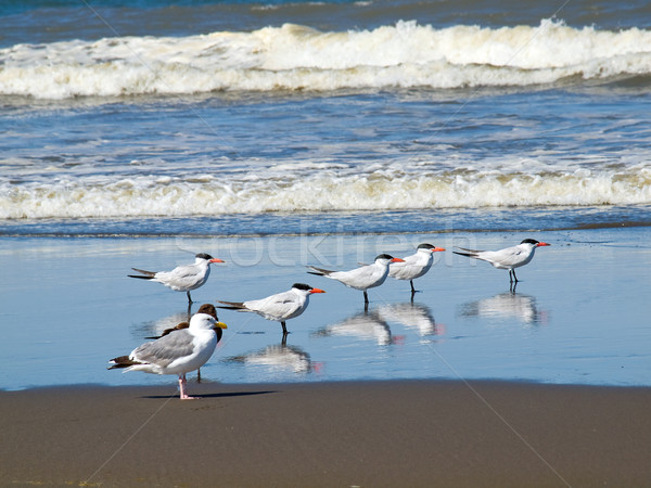 Vielfalt Himmel Natur blau Sand Leben Stock foto © Frankljr