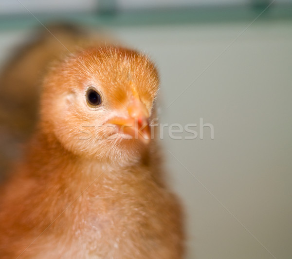 Wenig gelb orange undeutlich chick Porträts Stock foto © Frankljr