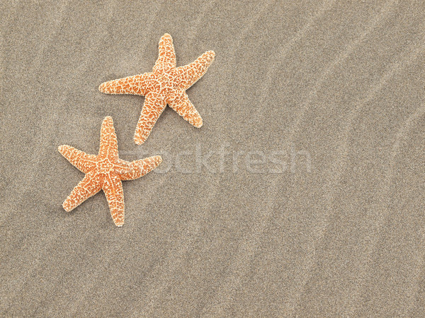 Two Starfish on the Beach with Windswept Sand Ripples  Stock photo © Frankljr