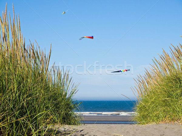 Green and Yellow Beach Grass on a Path to the Ocean on a Clear and Sunny Day Stock photo © Frankljr