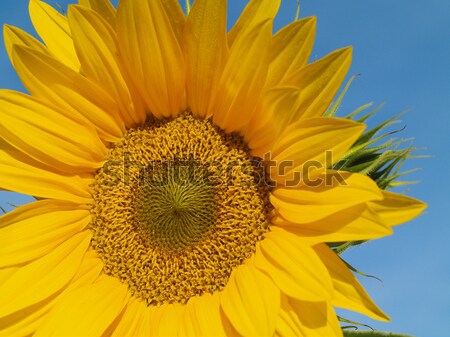 黃色 向日葵 藍色 萬里無雲 天空 商業照片 © Frankljr