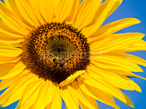 Foto stock: Abeja · cubierto · polen · girasol · cielo · sol