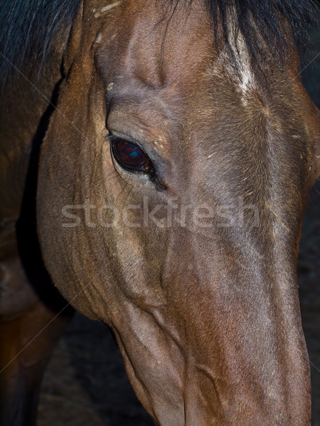 лошади портрет коричневый глаза облака Сток-фото © Frankljr