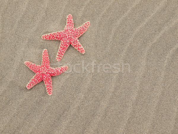 Dwa czerwony Rozgwiazda plaży piasku ryb Zdjęcia stock © Frankljr