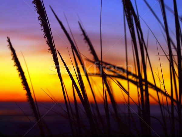 Golden Sonnenuntergang Strand groß Gras Wind Stock foto © Frankljr