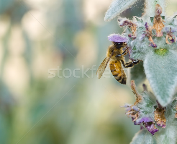 Stock photo: Honeybee in a Flowering Lambs Ear Plant