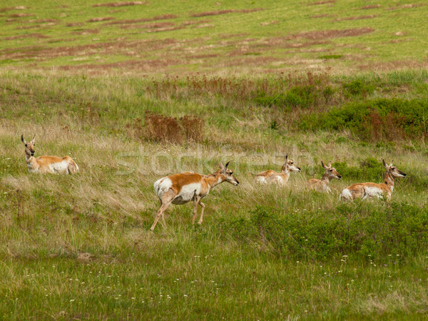 Stock photo: Antelope in a Field 