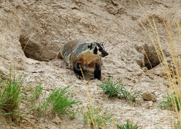 Stock photo: American Badger