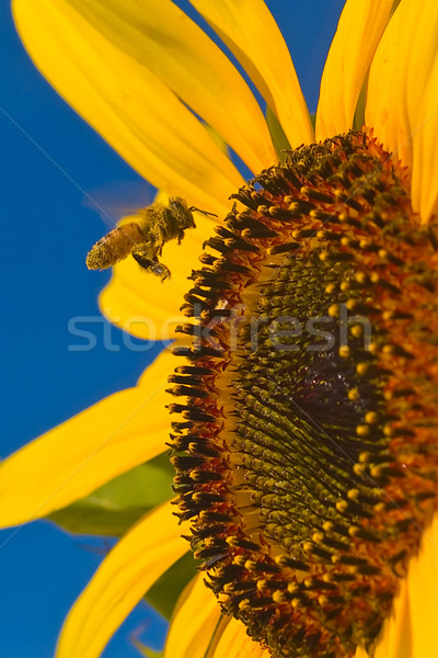 A Honeybee Flying to a Yellow Sunflower Stock photo © Frankljr