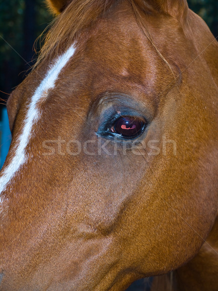 Horse Portrait Stock photo © Frankljr