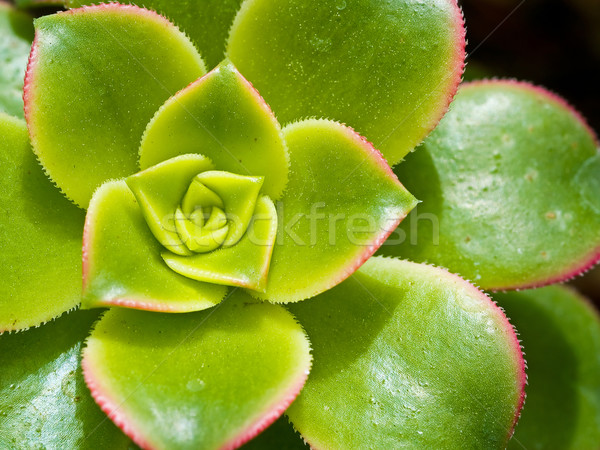 Stock photo: Cactus Macro with Vivid Texture and Color; Great for Desert Backgrounds