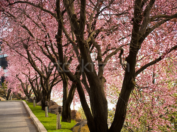Copaci luminos roz flori margine rutier Imagine de stoc © Frankljr