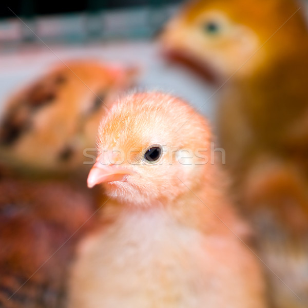 Mały żółty pomarańczowy chick portret Zdjęcia stock © Frankljr