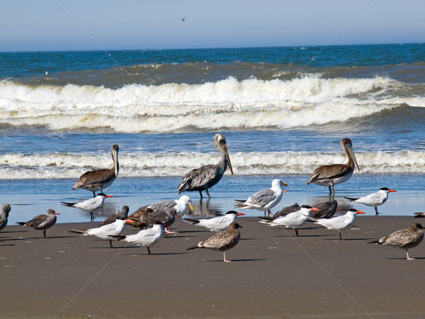 Vielfalt Himmel Natur blau Sand Leben Stock foto © Frankljr