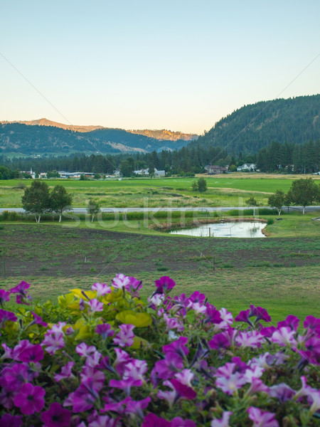 Montana país vista flores primer plano flor Foto stock © Frankljr