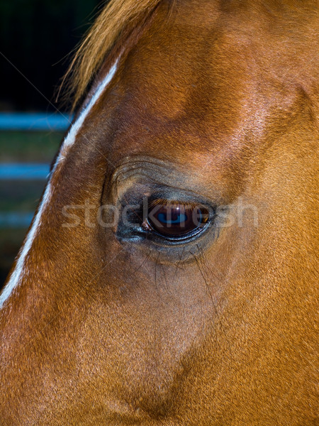 лошади портрет коричневый глаза облака Сток-фото © Frankljr