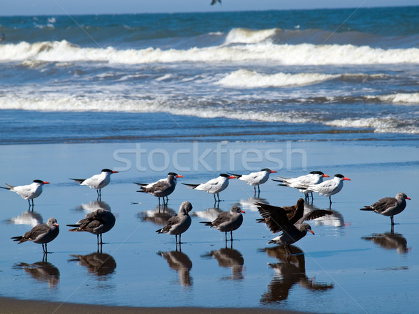 Vielfalt Himmel Natur blau Sand Leben Stock foto © Frankljr