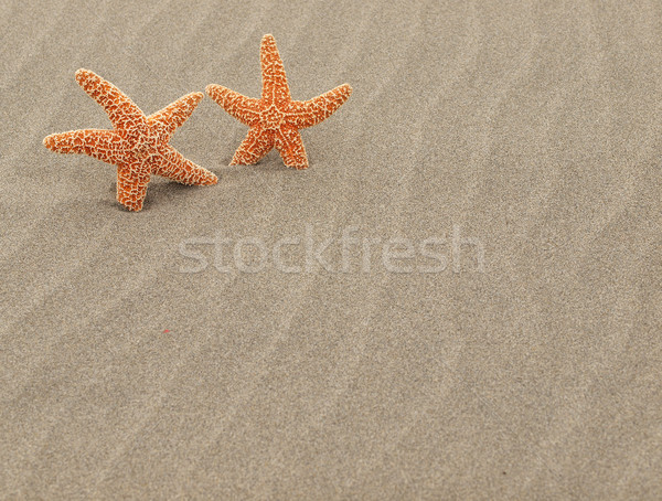 Two Starfish on the Beach with Windswept Sand Ripples Stock photo © Frankljr