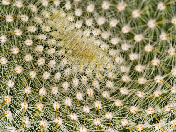 Cactus Macros with Texture Suitable for Desert Backgrounds Stock photo © Frankljr