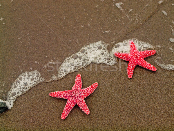 [[stock_photo]]: Deux · starfish · rouge · poissons · mer · fond