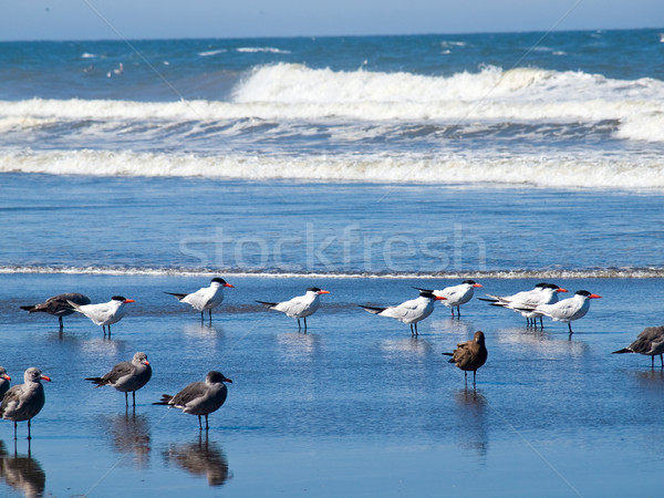 Vielfalt Himmel Natur blau Sand Leben Stock foto © Frankljr