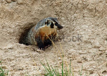 Americano badger ingresso natura buco esterna Foto d'archivio © Frankljr