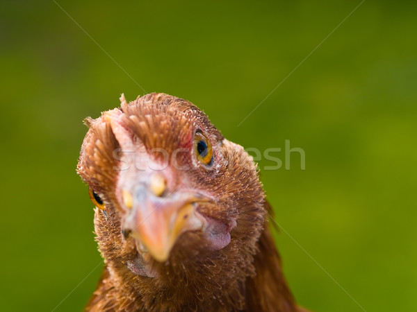Chicken Portraits Stock photo © Frankljr