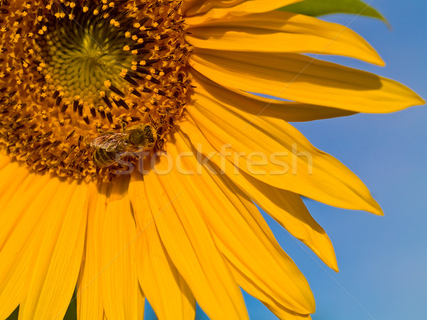 Honingbij gedekt stuifmeel zonnebloem hemel zon Stockfoto © Frankljr