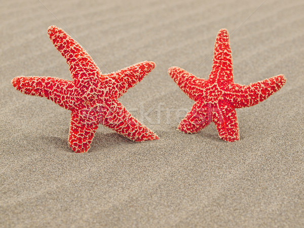 Two Red Starfish on the Beach with Windswept Sand Ripples Stock photo © Frankljr